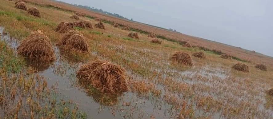 आंधी-पानी ने फलका में मचायी तबाही, किसान हताश