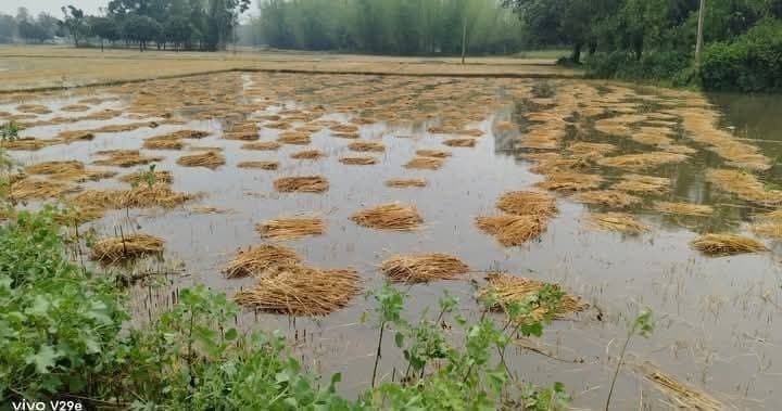 तेज आंधी व बारिश से मक्का व गेहूं की फसलों को नुकसान