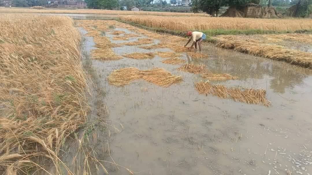 आंधी व बारिश से गेहूं फसल को नुकसान, पोल गिरने से बिजली आपूर्ति ठप
