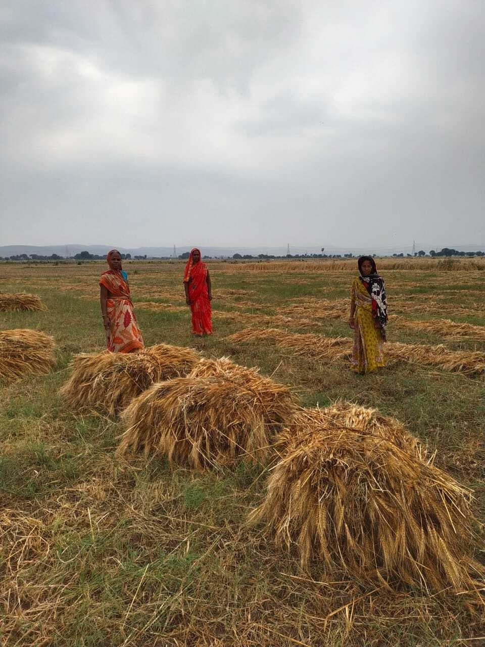 बेमौसम बारिश व आंधी ने बरपाया कहर, गेहूं व आम को बड़े पैमाने पर नुकसान
