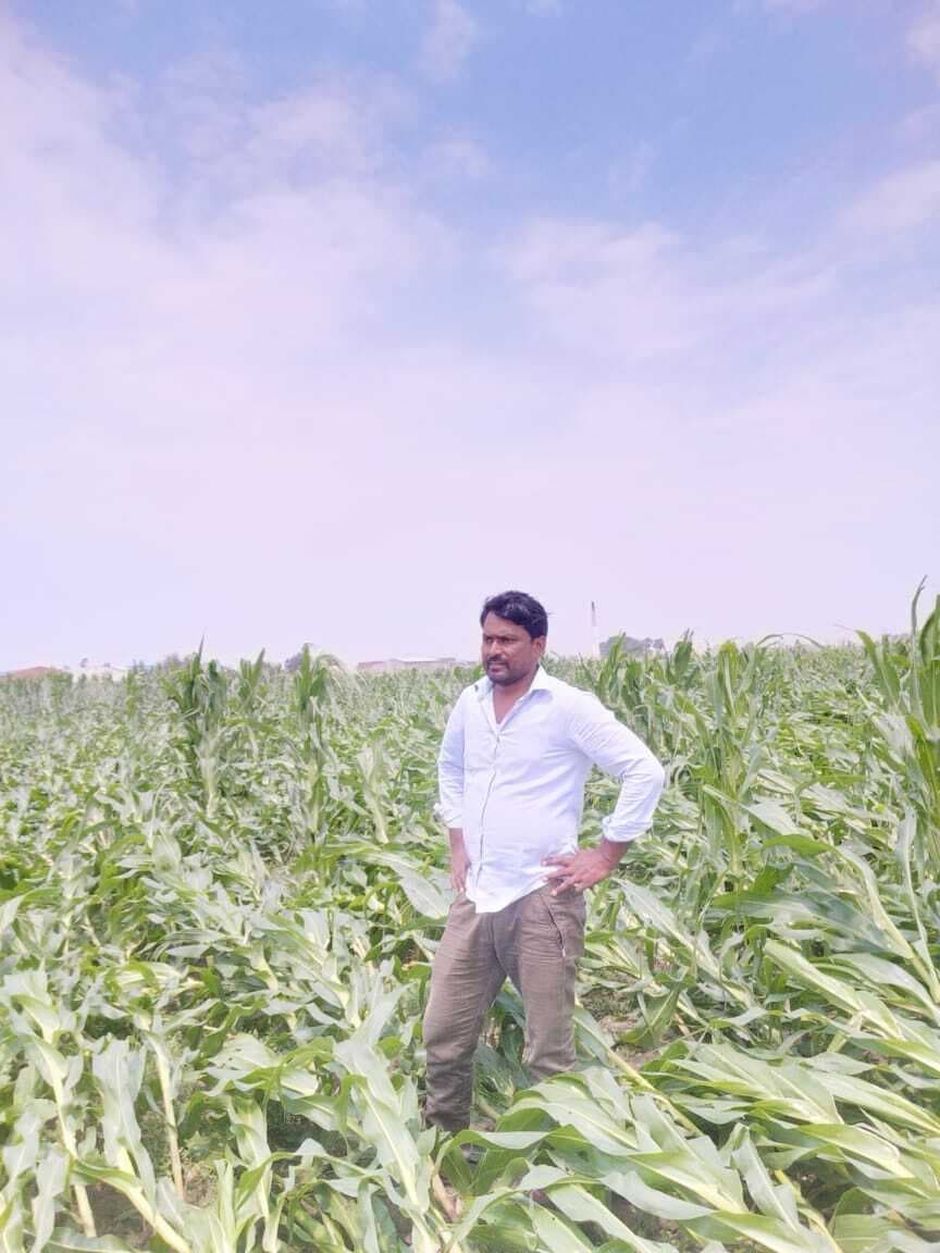 आंधी-बारिश ने मचायी तबाही, खेत में लगी सैकड़ों एकड़ फसल हुआ बर्बाद, विद्युत सेवा प्रभावित