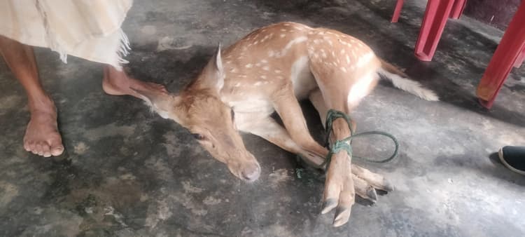 Giridih News: ग्रामीणों ने हिरण के बच्चे को पकड़कर पुलिस को सौंपा