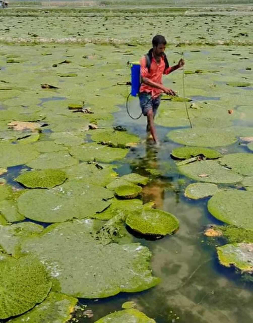 मखाना खेती का रकवा बढ़ा, आर्थिक रूप से मजबूत हो रहे किसान