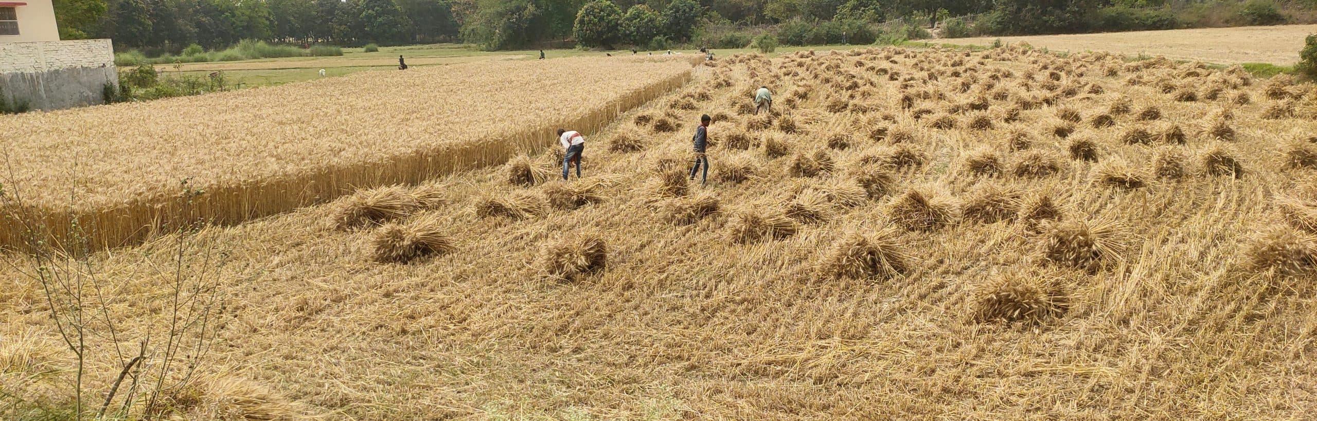 Darbhanga News: आसमान में बादल देख कटनी व दौनी में जी-जान से जुटे किसान