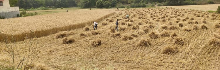 Darbhanga News: आसमान में बादल देख कटनी व दौनी में जी-जान से जुटे किसान