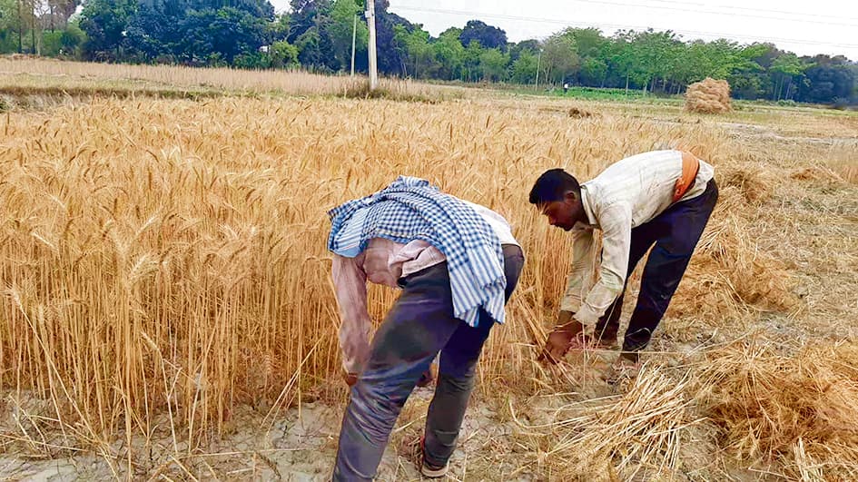 hajipur news. बारिश व लगातार छाये बादल ने बढ़ायी चिंता, तैयार गेहूं की फसल को सहेजने में जुटे किसान