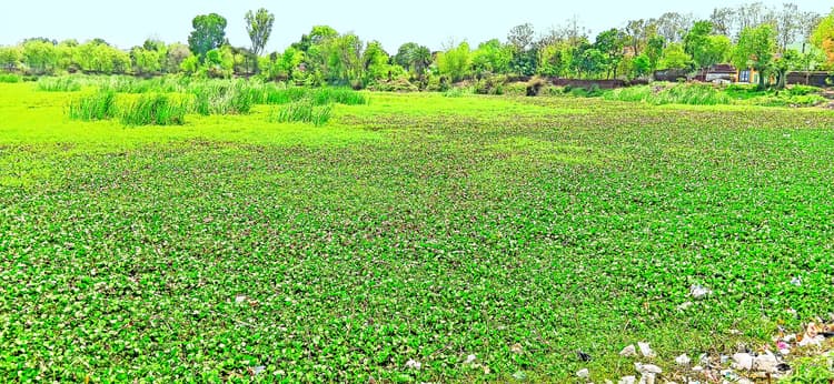 Bokaro News : पिछरी बड़काबांध का मिट रहा अस्तित्व