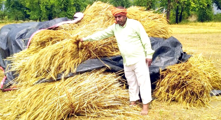 बिन मौसम बारिश का कहर, किसानों की टूटी कमर