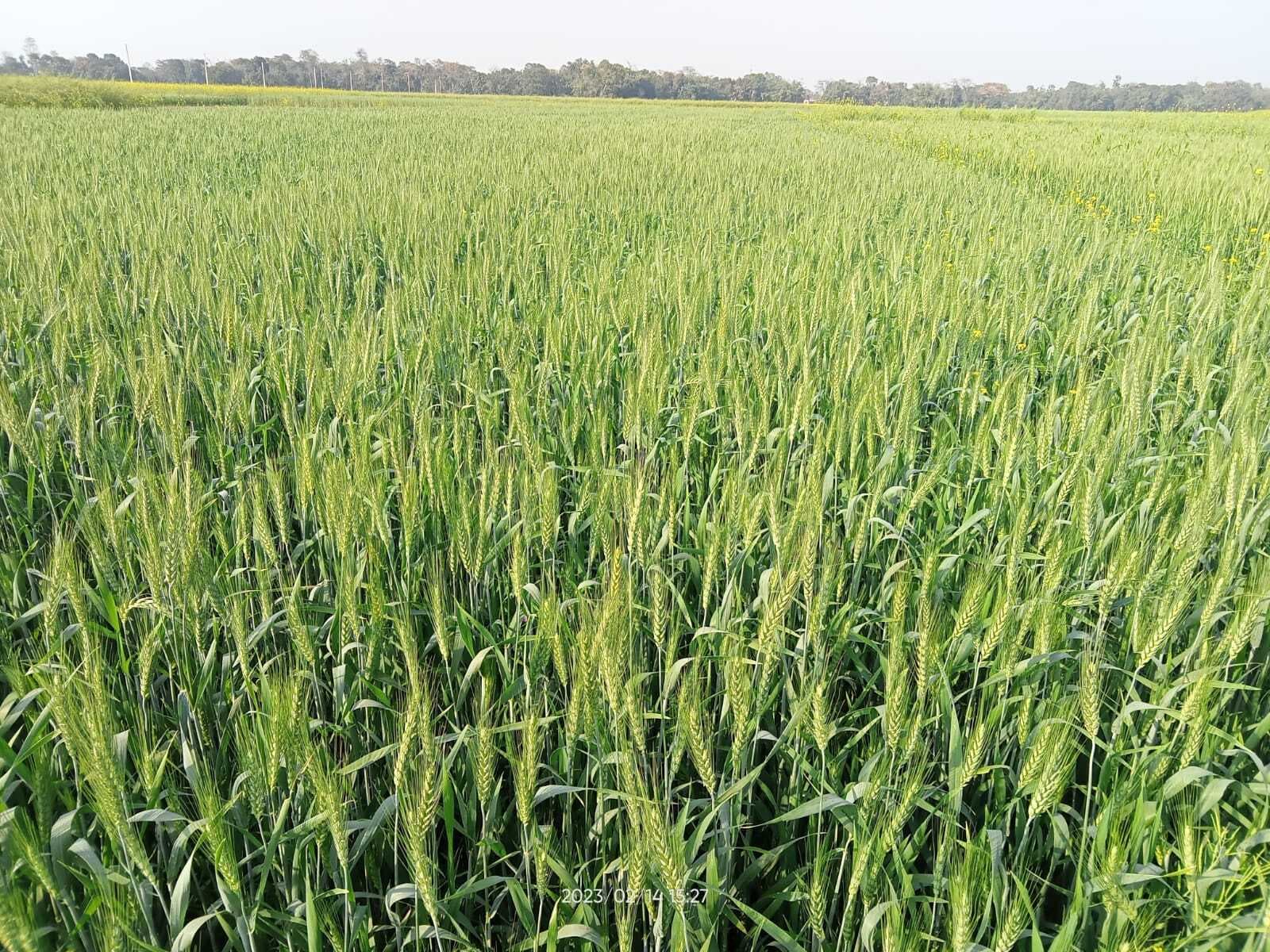 मुजफ्फरपुर के बीज से दूसरे राज्यों में लहलहा रही गेहूं की फसल