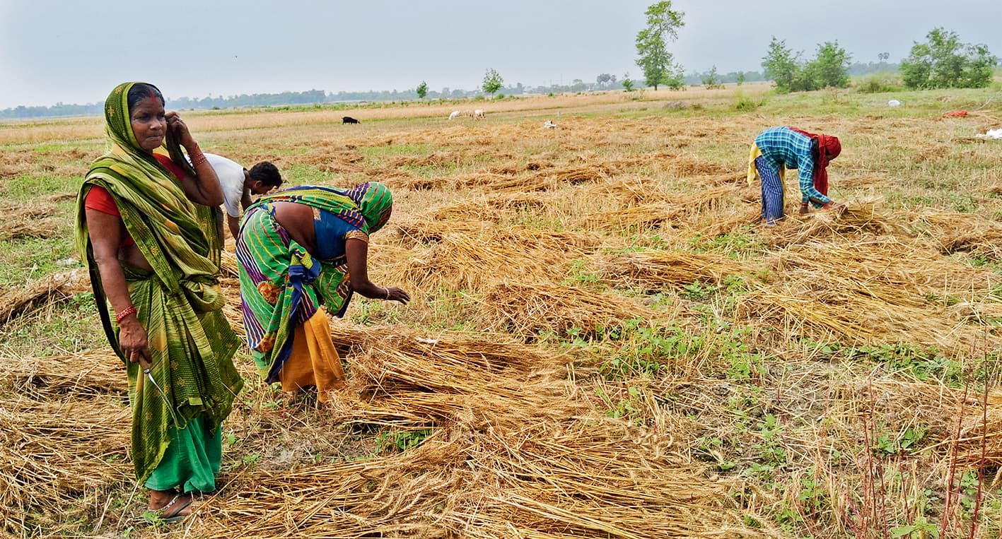 Gopalganj News : जिले भर में आंधी और पानी से गेहूं की 22 हजार हेक्टेयर फसल काे पहुंचा नुकसान