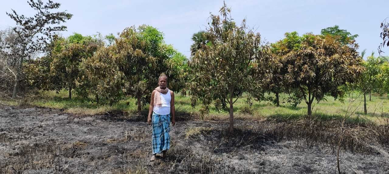 East Singhbhum News : गालूडीह में शरारती तत्वों ने लगायी आग, आम की बागवानी जलकर राख