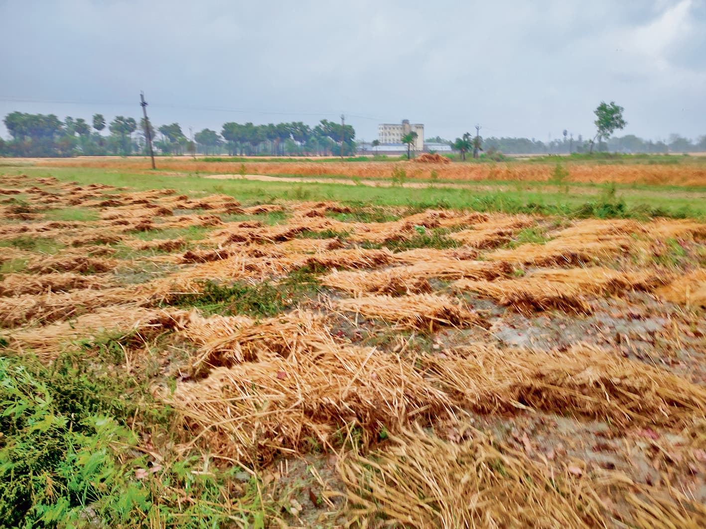 hajipur news. आंधी-पानी से हजारों एकड़ में लगी गेहूं की फसल खराब, लेकिन विभाग के सर्वे में क्षति का आंकड़ा शून्य