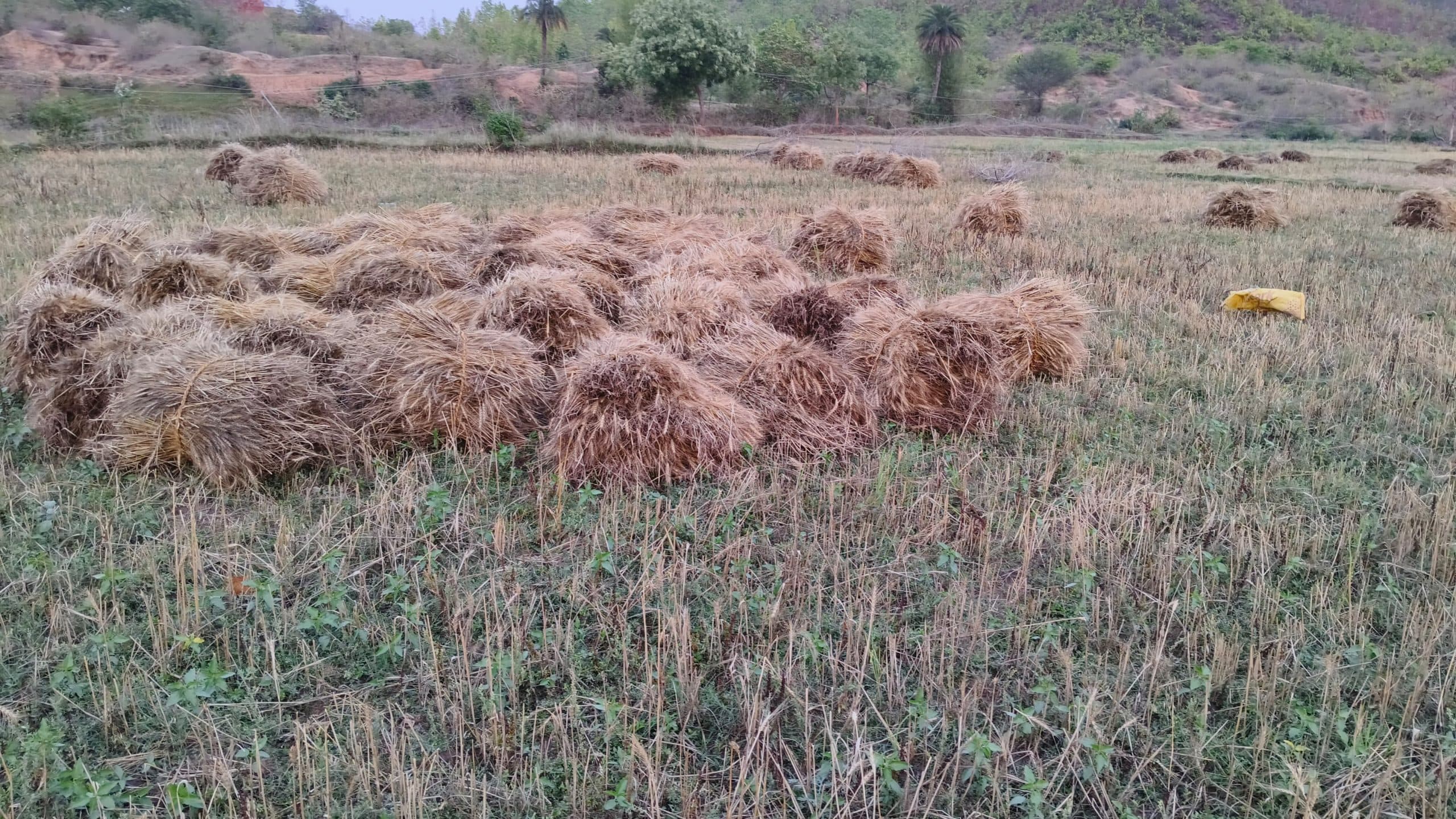 बेमौसम बारिश से गेहूं फसल को नुकसान, क्षति पूर्ति की मांग