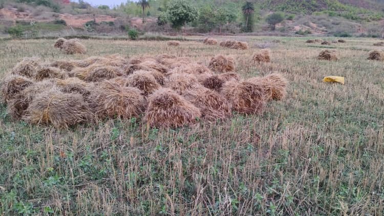 बेमौसम बारिश से गेहूं फसल को नुकसान, क्षति पूर्ति की मांग