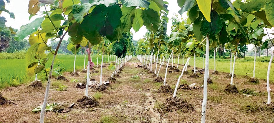 विभाग के पास नहीं है जीवित पौधों का हिसाब