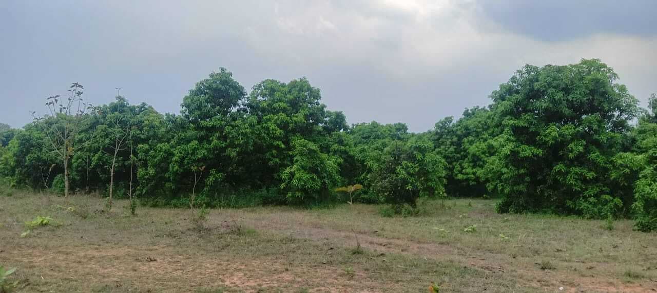 East Singbhum News : आम बागान में हाथियों का डेरा, स्वाद से दूर गौशाला कर्मी