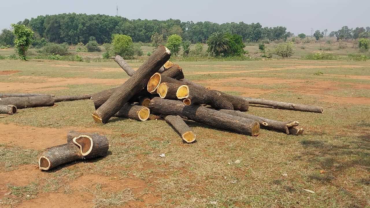 फतेहपुर बॉर्डर पर लकड़ी की अवैध कटाई जारी