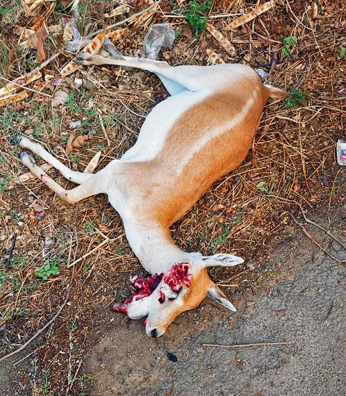 Kaimur News : डंपर की चपेट में आने से दो हिरण की मौत, एक जख्मी