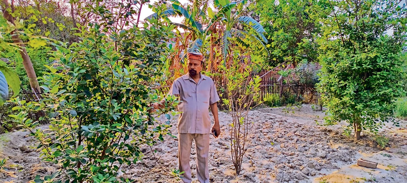 Gopalganj News  : गन्ना अंचल में मीठे सेबों की खुशबू से महकने लगीं बगियां, एकडेरवां में सेब के पेड़ से निकले फल देख किसान का बढ़ा भरोसा