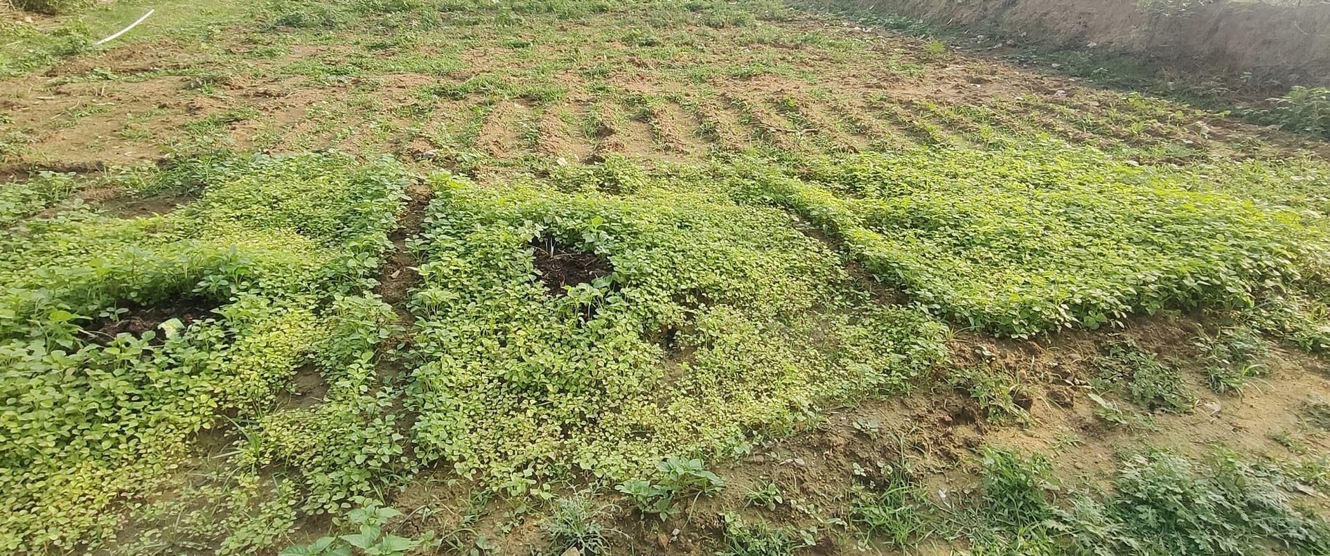 Bokaro News : सब्जी की खेती हो रही बर्बाद, किसान परेशान