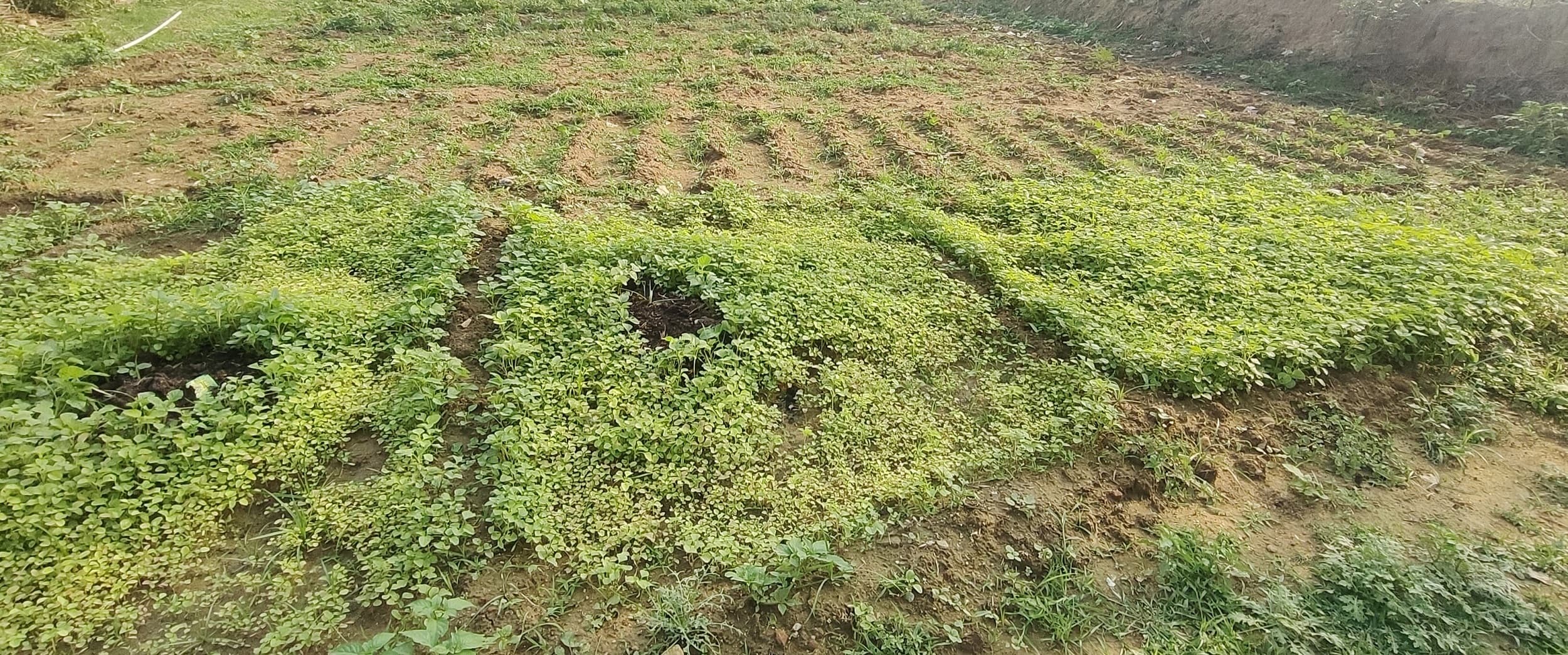 Bokaro News : सब्जी की खेती हो रही बर्बाद, किसान परेशान