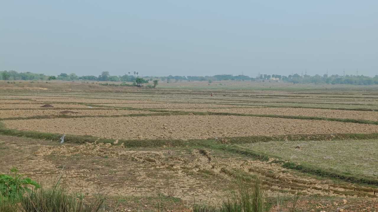 East Singhbhum News : बहरागोड़ा की कई पंचायतों में सिंचाई की व्यवस्था नहीं, पानी के बिना परती पड़े हैं खेत