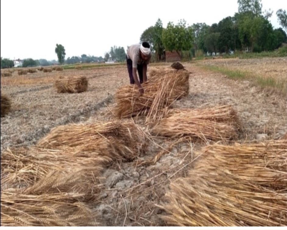 बेमौसम बारिश के बाद खिली धूप से किसानों ने ली राहत की सांस