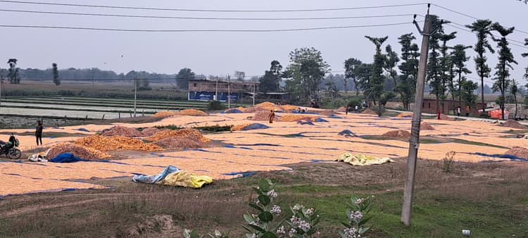 मौसम की आंख-मिचौनी से मक्का किसान परेशान