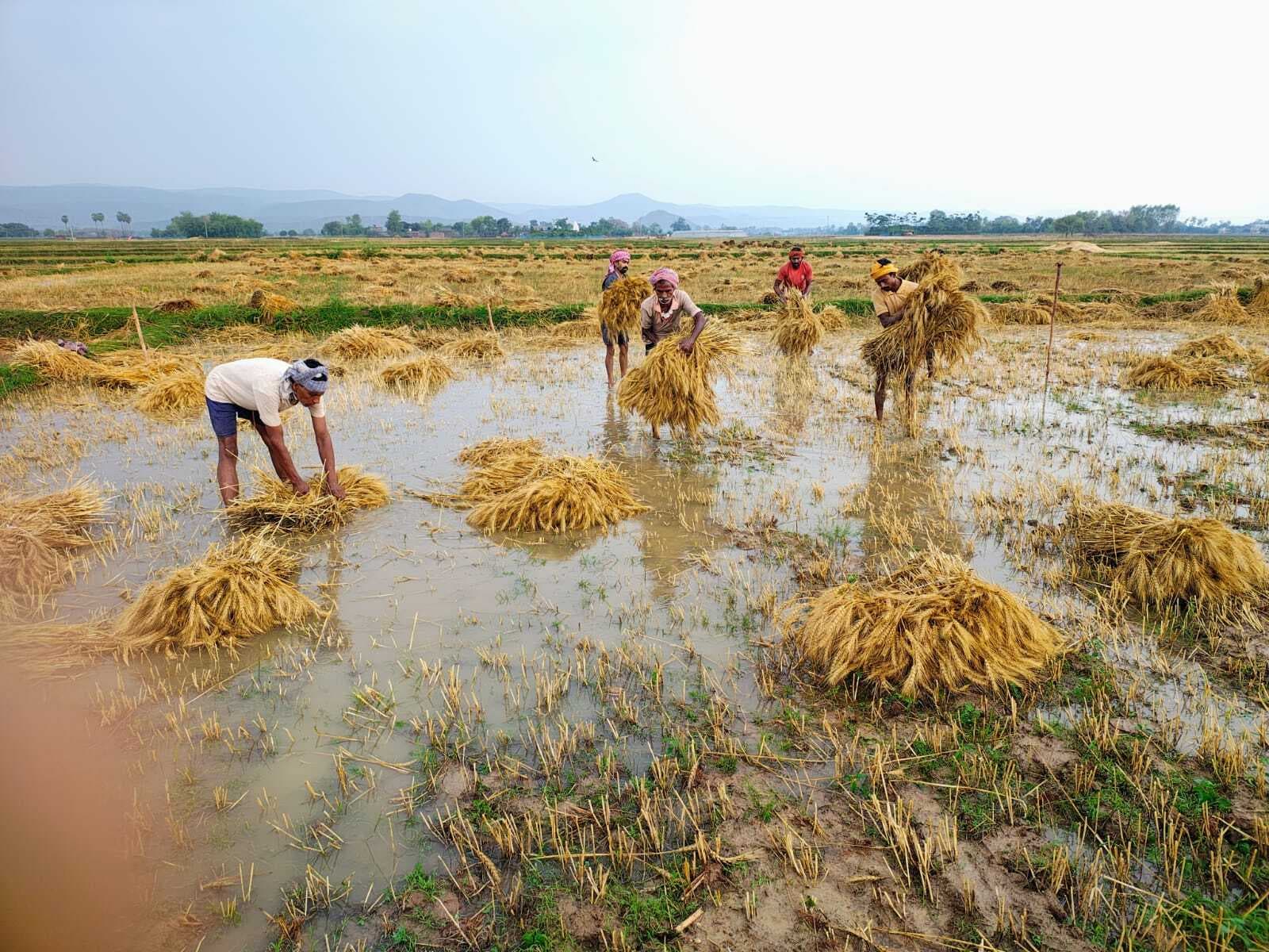 बेमौसम बारिश ने गेहूं की फसल को किया बर्बाद, किसानों में मायूसी