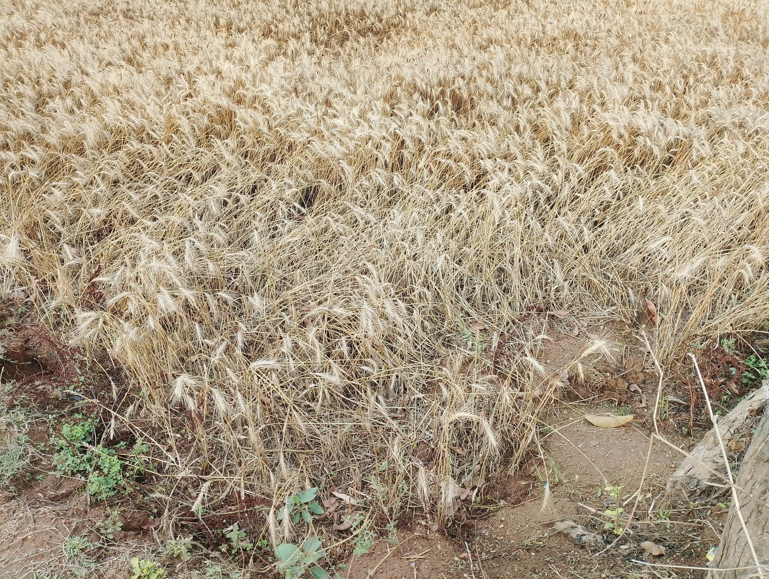 बेमौसम बारिश ने सारवां किसानों की बढ़ायी चिंता, खेतों में खड़ी गेहूं की फसल को नुकसान