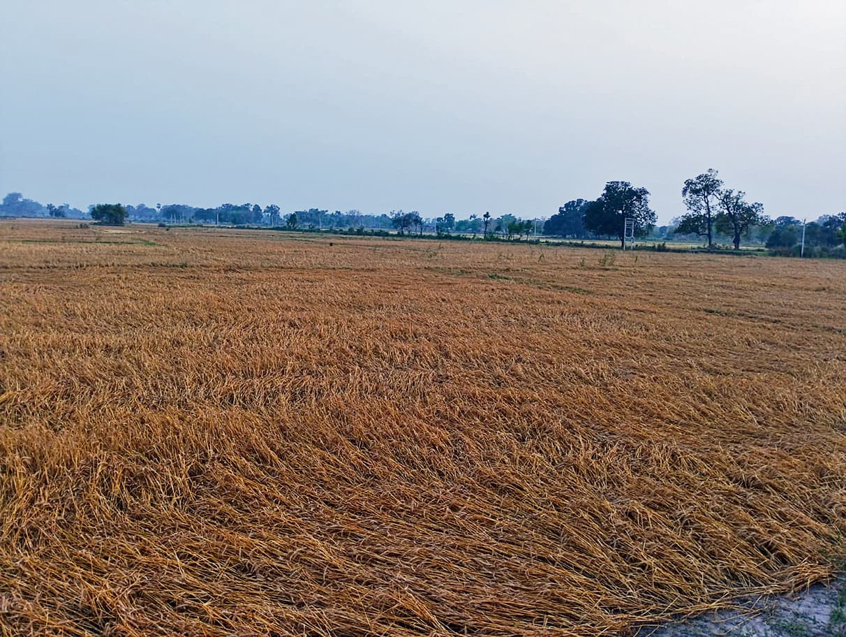 Gopalganj News : आंधी और ओलावृष्टि से फसलों को हुआ भारी नुकसान, आज भी अलर्ट जारी