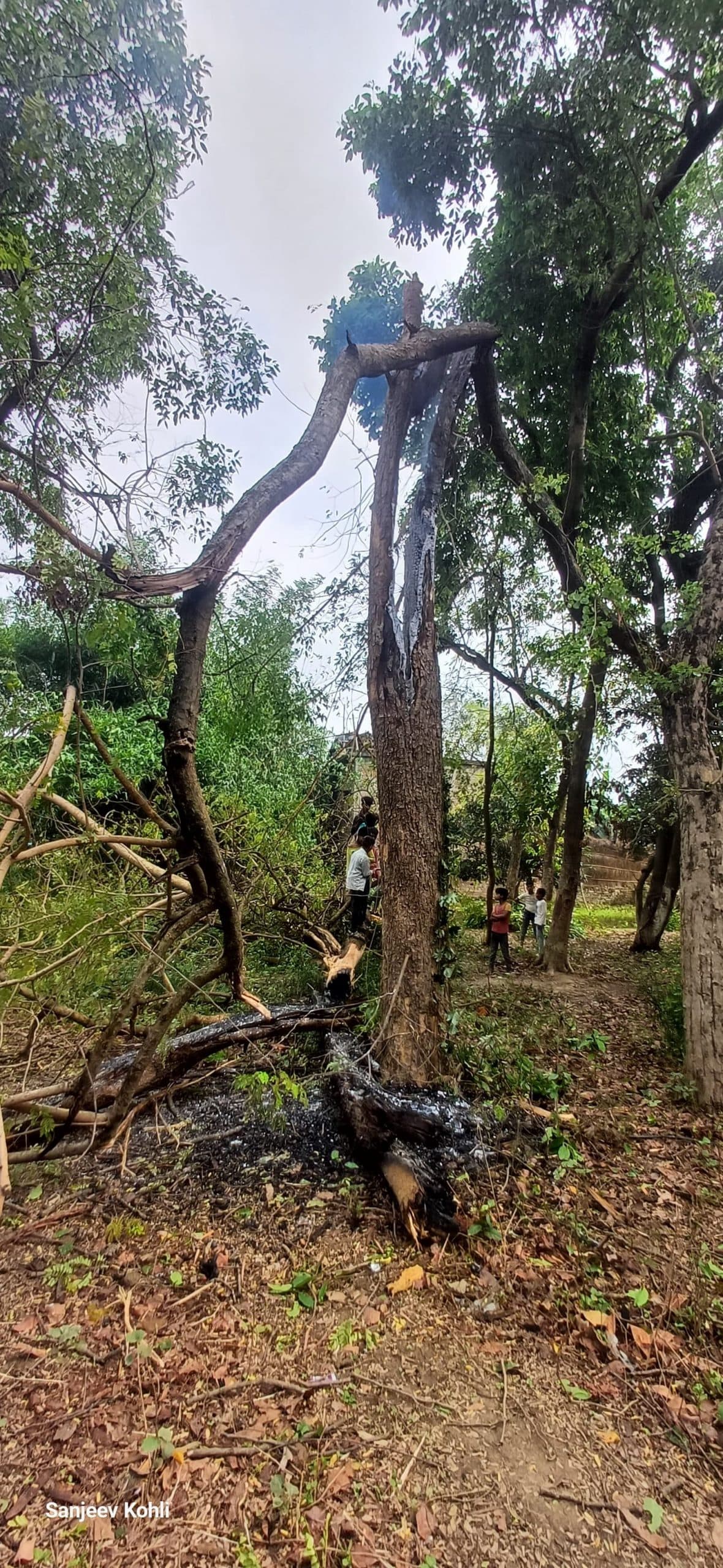 Darbhanga : जगदीशपुर में चह के पेड़ पर गिरा ठनका