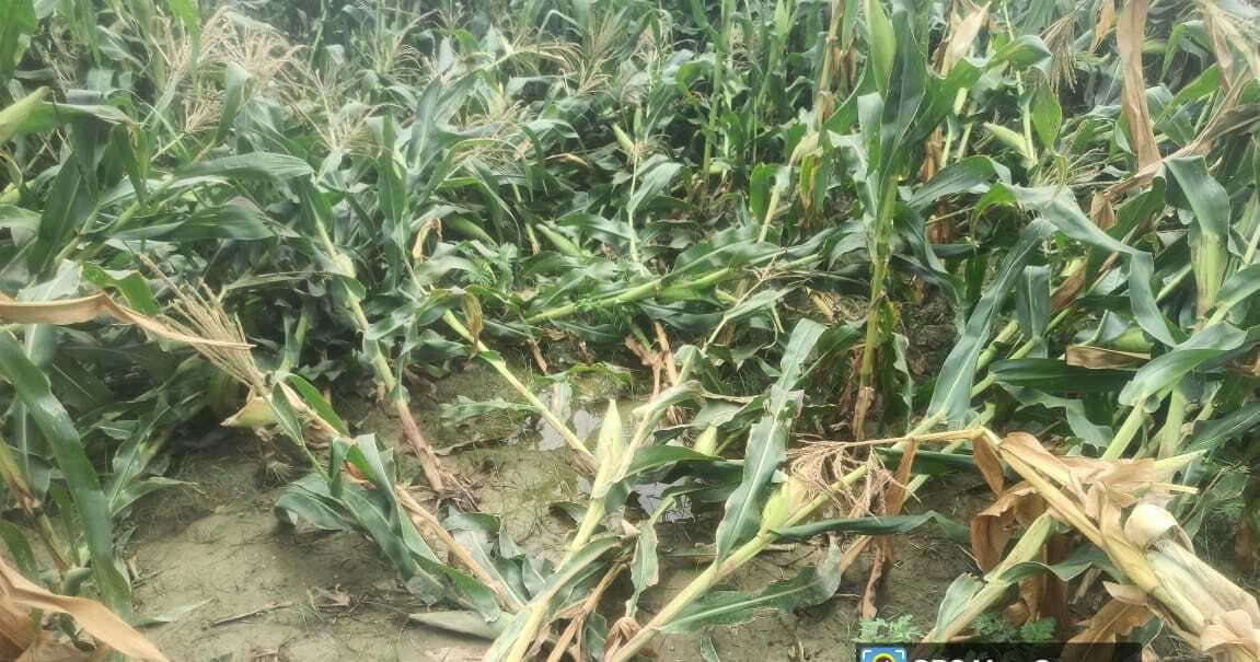 Storm, rain and hailstorm in Samastipur:जिले में आंधी-पानी व ओलावृष्टि से हुई व्यापक क्षति, हुई 25.63 मिली बारिश