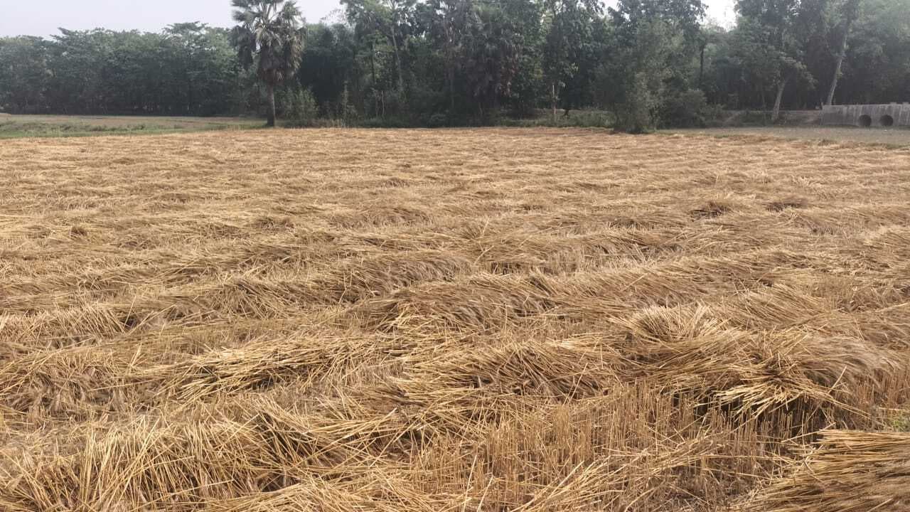 Motihari:बारिश से गेहूं व मक्का की खेती हो रही बर्बाद