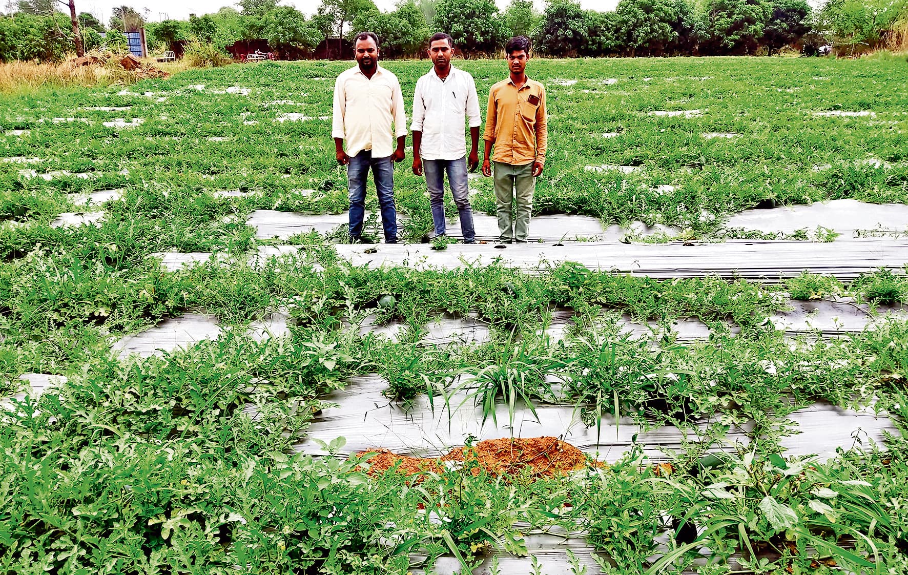 Giridih News : नौकरी छोड़ कर महुआर के तीन युवक कर रहे खेती