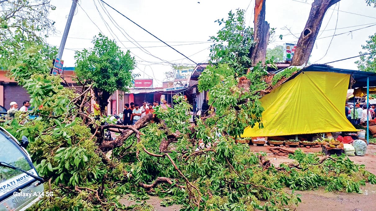 gopalganj news : भोरे में आंधी में पेड़ गिरने से ससुर की मौत, दामाद घायल