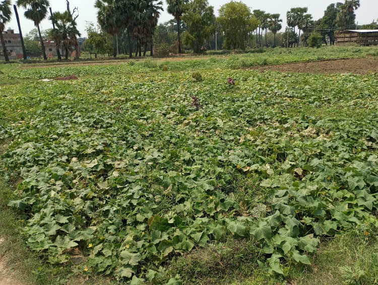 बेमौसम बारिश रबी, सब्जी व तेलहन की फसल को पहुंचा नुकसान