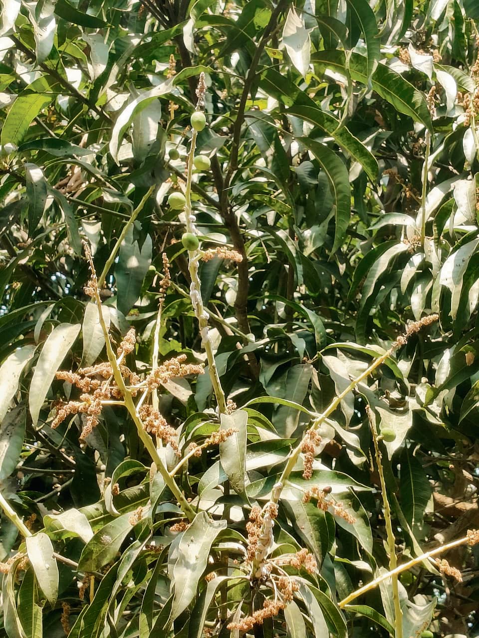 hajipur news. अधिक तापमान से आम में बढ़ रहा डंठल छेदक का प्रकोप, कीटनाशक का नहीं हो रहा असर