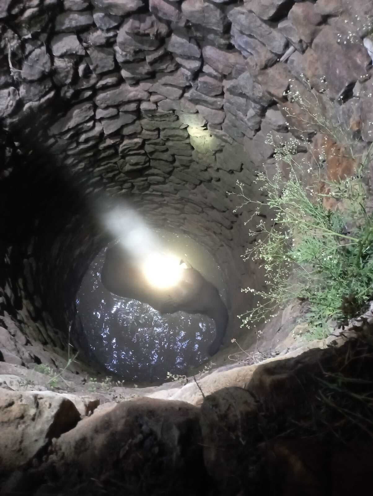 कुएं में गिरा हाथी का बच्चा, वन विभाग ने किया रेस्क्यू