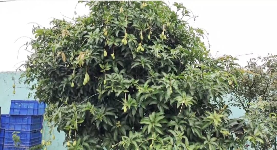 कोढ़ा की मिट्टी में उगा बेशकीमती मियाजाकी आम