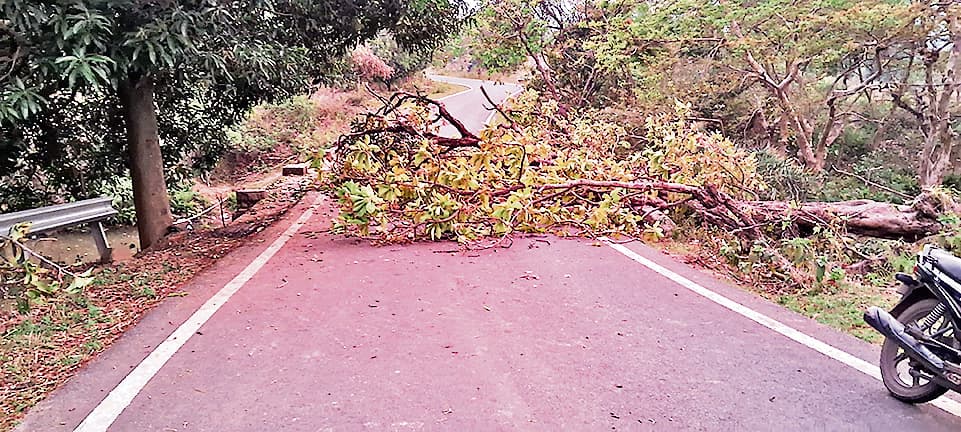 आंधी-तूफान से सड़क पर गिरा पेड़, कुचाई-चक्रधरपुर मुख्य मार्ग बाधित