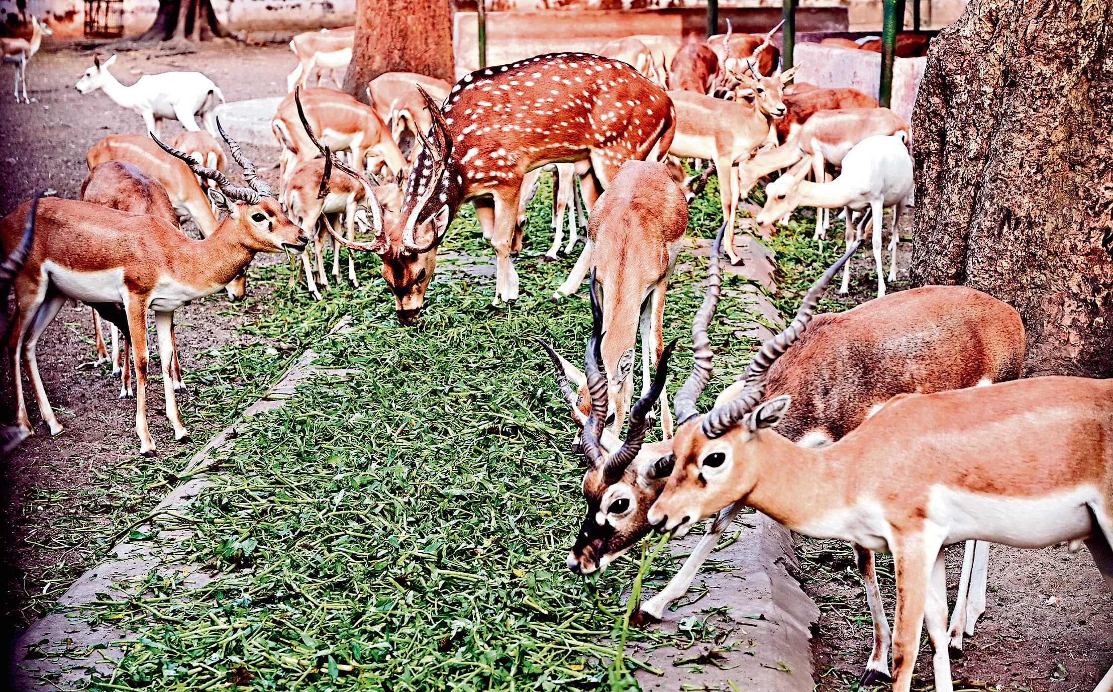 Bokaro News : कूलर की हवा में आराम फरमा रहे तेंदुआ व भालू