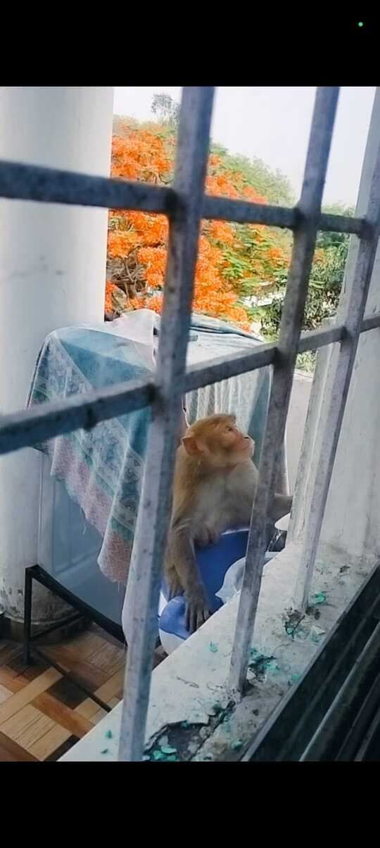 बाराचट्टी में बंदर ने सौ से ज्यादा लोगों को काटा