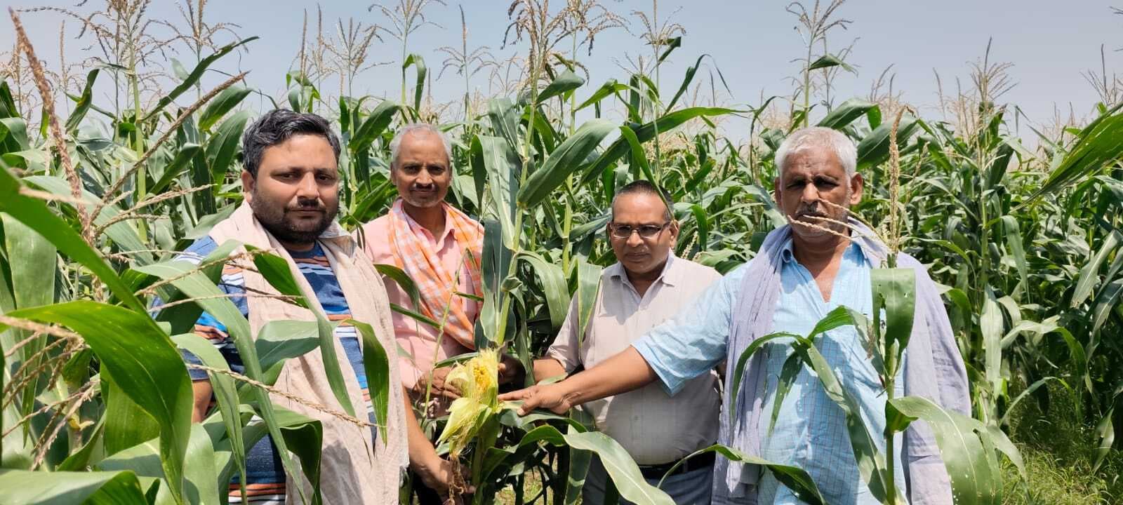 लखीसराय में भी शुरू हुआ स्वीट कॉर्न मकई का उत्पादन