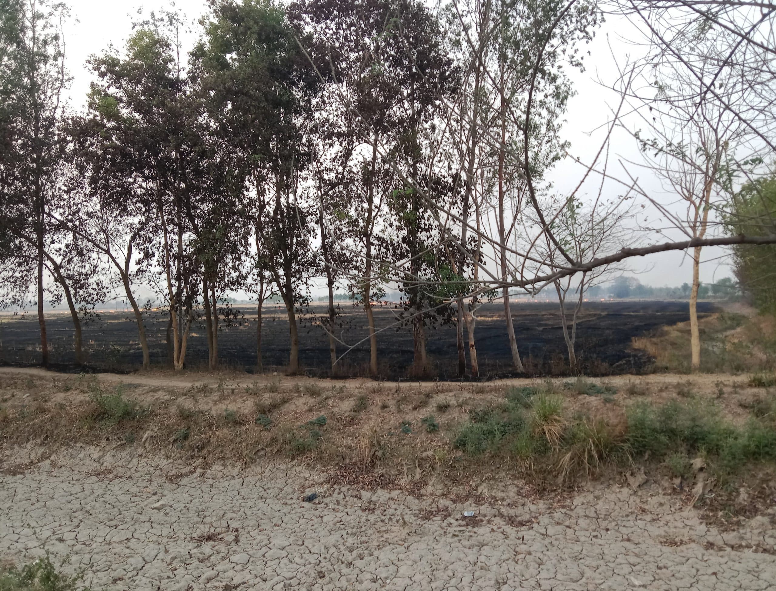 Kaimur News : सरकार का आदेश बेअसर, खेतों में पुआल जलाने से झुलस रहे हरे पेड़