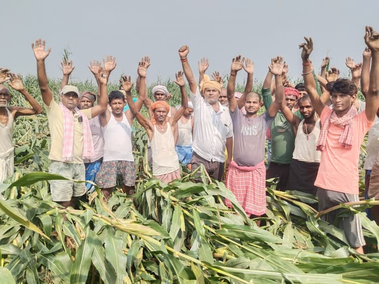 आक्रोशित किसानों ने खेत में प्रदर्शन कर फसल क्षति का मांगा मुआवजा