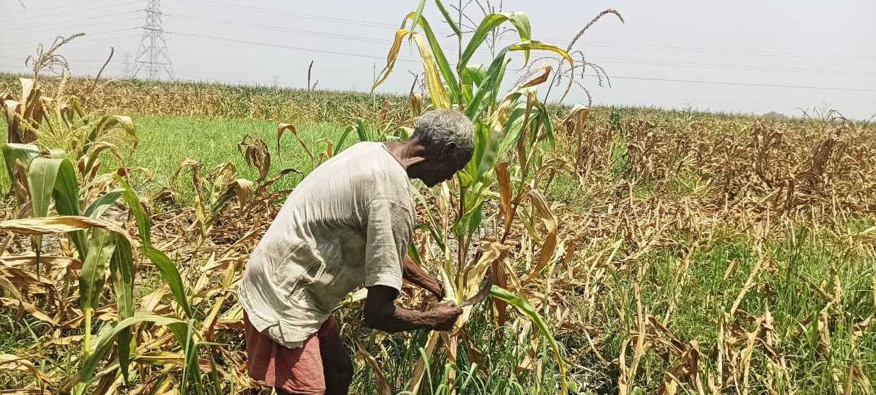 आंधी तूफान से फसलें हुई बर्बाद, किसानों के चेहरे पर छाई है मायूसी