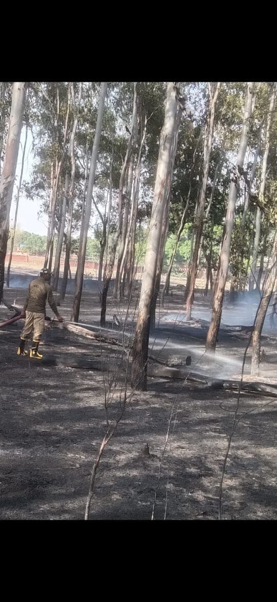 Giridih News: रानीडीह में बगीचे में लगी आग, कई पेड़ झुलसे