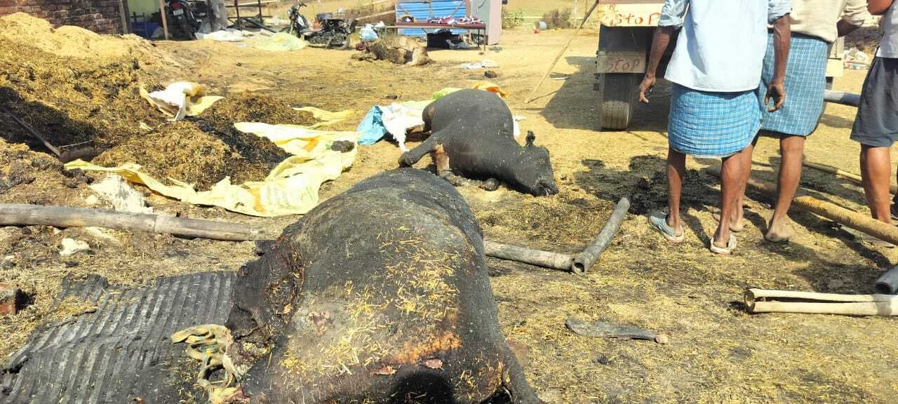 Sasaram News : खेत में लगी आग की लपटें पशु शेड तक पहुंचीं, छह गायों की मौत, सात झुलसीं