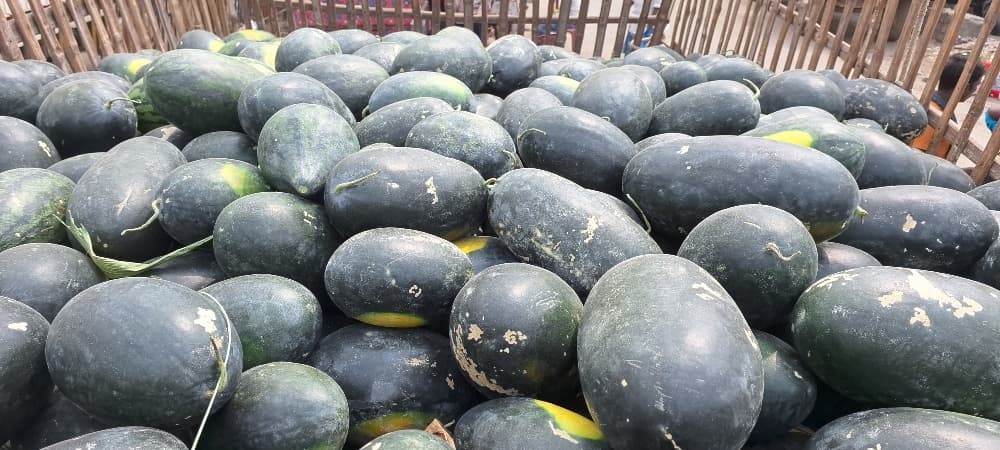 गंगा, कोसी नदी के किनारे तारबूज की खेती कर रहे किसान